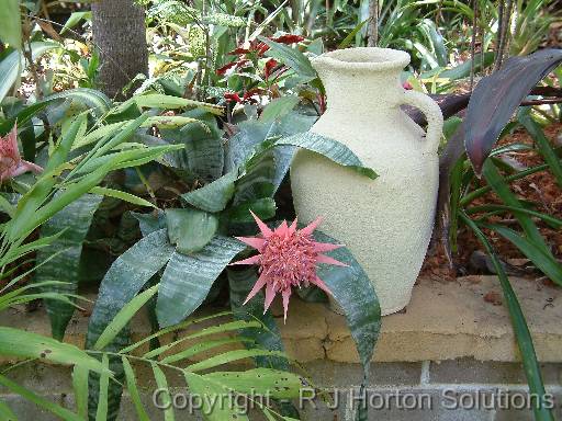 Bromeliad and urn (Helen Curran) 